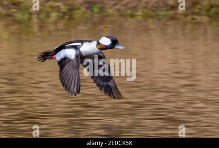 Bufflehead (Bucephala albeola) Männchen, das über dem Wasser fliegt und die Farben des Herbstwaldes reflektiert, Galveston, Texas, USA. Stockfoto