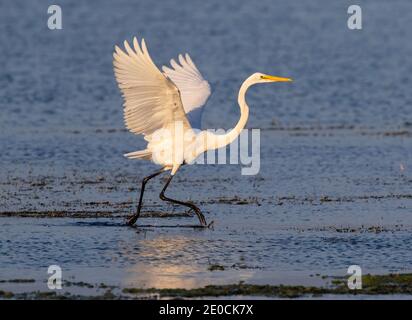 Great Egret (Ardea alba) läuft in seichtem Wasser in der Nähe der Seeküste in einem Versuch, kleine Fische zum Abendessen stören, Chok Canyon State Park, Texas, Stockfoto