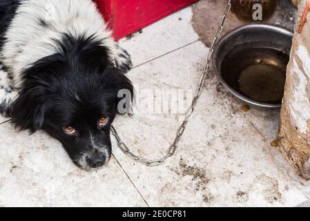 Verketteten Hund auf schmutzigem Boden neben Schüssel mit Wasser. In einer Straße in Ho-Chi-Minh-Stadt, Vietnam. Stockfoto