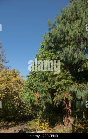 Herbstlaub eines chinesischen Tannenbaums (Cunninghamia lanceolata 'Ogishu'), der in einem Waldgarten in Rural Devon, England, Großbritannien wächst Stockfoto