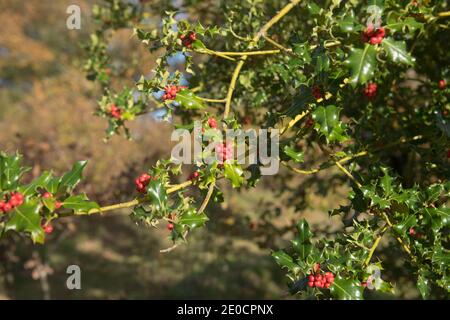 Rote Beeren oder Früchte und glänzende grüne Blätter eines Wild Holly Strauch (Ilex aquifolium), der in einer Hecke in Rural West Devon, England, Großbritannien wächst Stockfoto