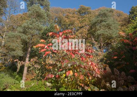 Leuchtend rote Herbstblätter auf einem amerikanischen Sweetgum-Baum (Liquidambar styraciflua), der im Garten in Rural Devon, England, Großbritannien wächst Stockfoto