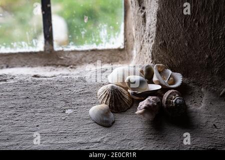 Muscheln auf der Fensterbank der St Cwyfan’s Church, Anglesey, Nordwales Stockfoto