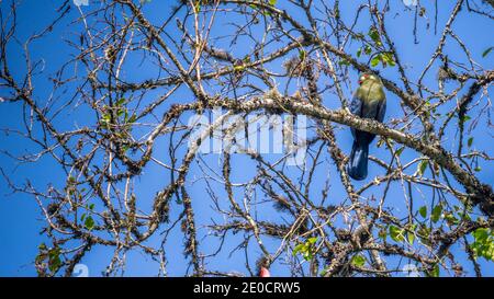 Weißer Wickenturaco, endemischer Vogel, Äthiopien Stockfoto