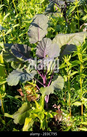 Purple Blatt Senf Pflanze wächst in einem Feld mit anderen Pflanzen, auch als Brassica Juncea, koreanische roten Senf oder japanischen riesigen roten Senf Stockfoto
