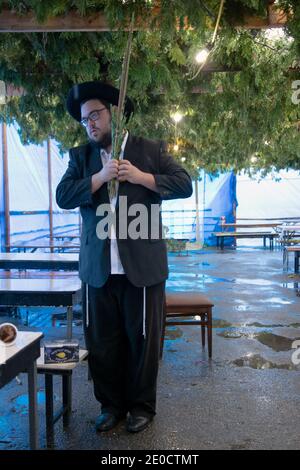 Ein orthodoxer jüdischer Mann segnet die vier Sukkot-Arten in einer Sukkah im Regen. Am Ohel in Cambria Heights, Queens, New York City. Stockfoto