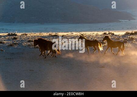 Wilde Pferde der Namib laufen bei Sonnenaufgang. Foto aufgenommen in Garub Stockfoto
