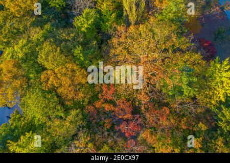 Luftaufnahme von bunten Bäumen im Herbst in der Republik Korea Stockfoto