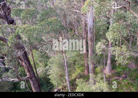 Faszinierender alter und großer Kribbelbaum (Eucalyptus jacksonii) Im Tal der Giganten in der Nähe von Walpole im Westen Australien Stockfoto