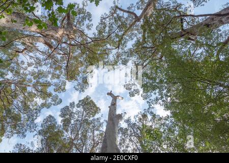 Faszinierender alter und großer Kribbelbaum (Eucalyptus jacksonii) Im Tal der Giganten in der Nähe von Walpole im Westen Australien Stockfoto