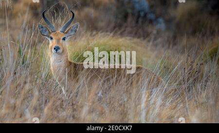 Bohor redbuck, Bale Mountains Nationalpark, Äthiopien Stockfoto