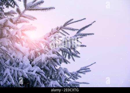 Winter Fichtenwald von Schnee, Sonnenlicht während des Gefriertages, Zweig der Fichte, Weihnachten oder Neujahr Bild Stockfoto