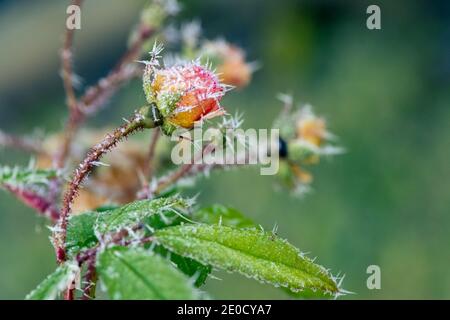 Makro einer mattierten Rosenblüte mit Eiskristallen Stockfoto