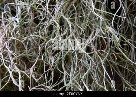 Nahaufnahme von spanischem Moos für natürlichen Hintergrund, auch Tillandsia usneoides genannt Stockfoto