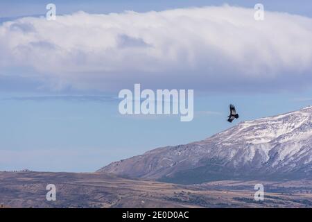 Szenenansicht eines Andenkondors (Vultur gryphus), der gegen schneebedeckte Anden fliegt, Patagonien, Argentinien Stockfoto