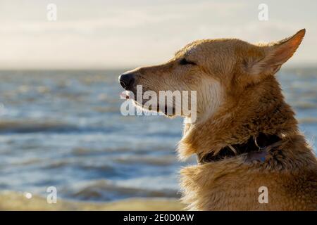 Deutscher Schäferhund am Strand, sonnt sich im Sonnenlicht mit der Zunge, die ausstockt Stockfoto