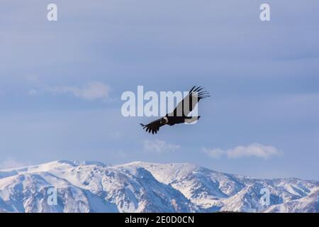 Szenenansicht eines Andenkondors (Vultur gryphus), der gegen schneebedeckte Anden fliegt, Patagonien, Argentinien Stockfoto