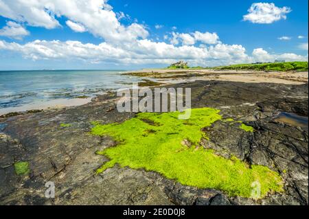 Northumberland. Dies ist die Festung von Bambrugh Castle mit Blick über den Sand der Embleton Bay in Northumberland. Die Burg war die wichtigste Hochburg gegen Überfälle durch die Wikinger im 11. Jahrhundert und ist nach dem Dorf Bambrugh benannt Stockfoto