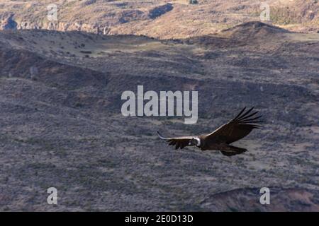 Szenenansicht eines Andenkondors (Vultur gryphus), der in Esquel, Patagonien, Argentinien, gegen den Berg fliegt Stockfoto