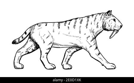 Sabre Zahnriemen tiger Silhouette ausgestorbenen Säugetieren Stock