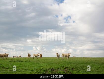 Kühe auf Weide und Weideland. Flache und Ebene Landschaft mit Vieh und Vieh. Minimalistische Natur mit bewölktem Himmel und Tieren. Stockfoto