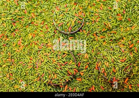 Bunte Chilis auf einem Markt in Rantepao, Sulawesi, Indonesien Stockfoto