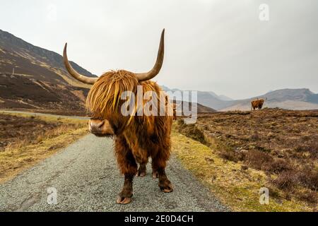 Hochlandrinder auf der Isle of Skye bei Elgol, Schottland, Großbritannien Stockfoto