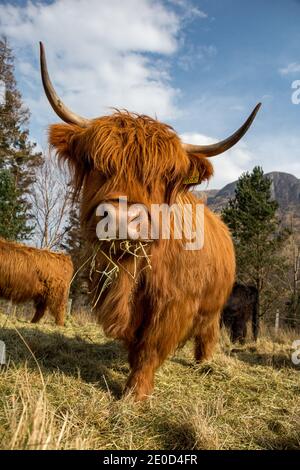 Nahaufnahme einer schottischen Hochlandkuh auf der Isle of Skye, Schottland, Großbritannien Stockfoto