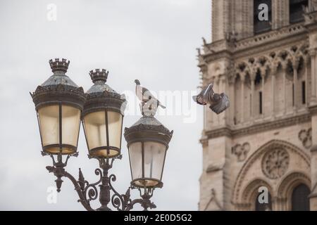 Eine Taube im Flug vor der berühmten Kathedrale Notre Dame in Paris, Frankreich Stockfoto