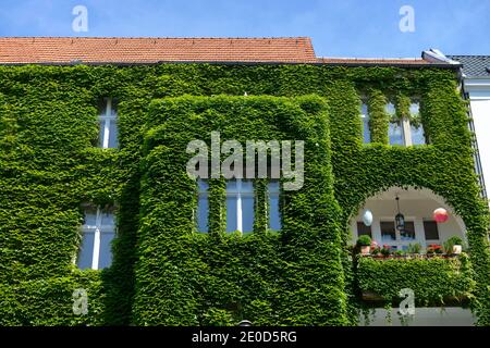 Fassadenbegruenung, Regensburger Straße, Schöneberg, Berlin, Deutschland Stockfoto