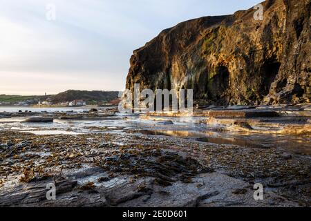 Meer abgenutzte Felswände von North Cheek (Auch bekannt als Ness Point) Bei Robin Hood's Bay bei Ebbe mit Wellenschnitt Platte sichtbar und mit Algen bedeckt Stockfoto