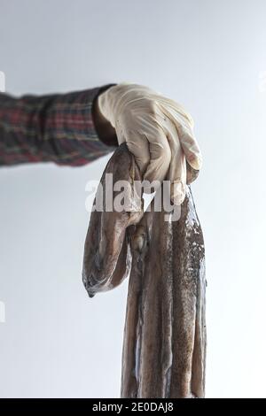 Crop gesichtslos kochen in Handschuhen mit rohen Oktopus auf dem Tisch Auf weißem Hintergrund im Studio Stockfoto
