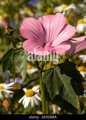 Rosa Blüten der alljährlichen Malbe Foto: Bo Arrhed Stockfoto