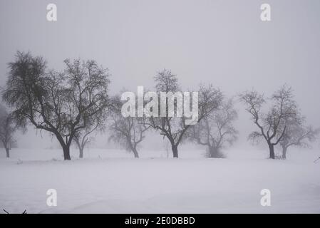 Landschaft von blattlosen Bäumen wächst in Reihe auf schneebedeckten Boden An nebligen Tag im Winter Stockfoto