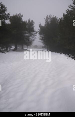 Malerische Aussicht auf Bäume wachsen in Wäldern an verschneiten Tag Im Winter Stockfoto