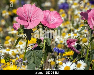 Rosa Blüten der alljährlichen Malbe Foto: Bo Arrhed Stockfoto