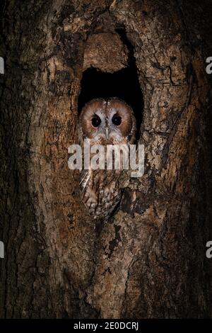 Tawny Owl (Strix aluco) bird of prey at night, brown owl against a dark background camouflaged in a tree trunk. Stockfoto