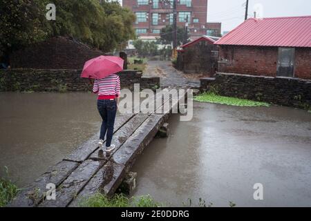 Rückansicht des Weibchens mit Regenschirm, der entlang der hölzernen Fußgängerbrücke geht Während Sie die Einsamkeit am regnerischen Tag im Yilan County genießen Stockfoto