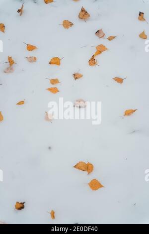 Von oben von gelb gefallenen Birkenblättern auf dem Boden verstreut Im Winter mit Schnee bedeckt Stockfoto