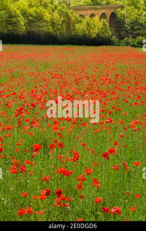 Viadukt von Eynsford und Poppy Field Stockfoto