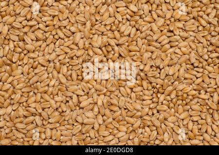 Hintergrund von roten Winterweizen. Organische Textur. Stockfoto