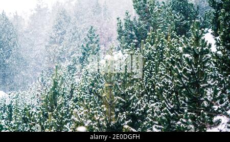 Landschaft eines verschneiten Nadelwaldes während Schneeflocken fallen Stockfoto