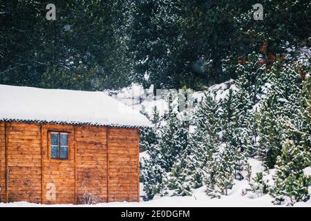 Kleine Holzhütte im verschneiten Wald mit üppigem Grün Nadelbäume am Wintertag Stockfoto