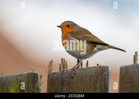 Robin (Erithacus Rubecula) Stockfoto