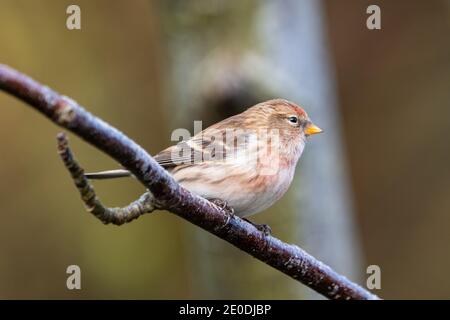 Lesser Redpoll (Acanthist Cabaret), Inverurie, Aberdeenshire, Großbritannien Stockfoto