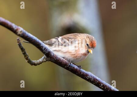 Lesser Redpoll (Acanthist Cabaret), Inverurie, Aberdeenshire, Großbritannien Stockfoto