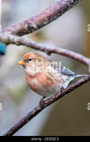 Lesser Redpoll (Acanthist Cabaret), Inverurie, Aberdeenshire, Großbritannien Stockfoto