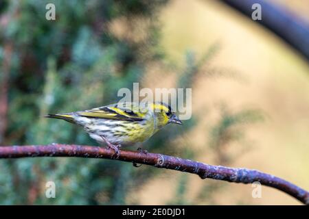 Siskin (Spinus spinus), Inverurie, Aberdeenshire, Schottland, Großbritannien Stockfoto