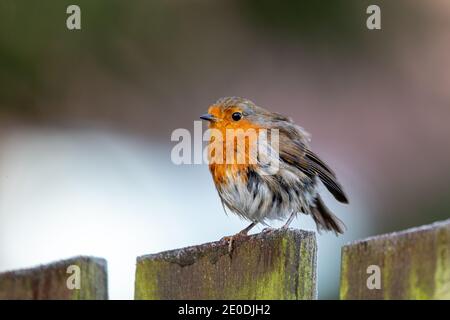 Robin (Erithacus Rubecula) Stockfoto