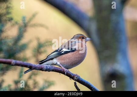 Männlicher Chaffinch (Fringilla coelebs), Inverurie, Aberdeenshire, Schottland, Großbritannien Stockfoto